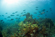 Coral Gardens Coral Gardens