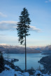 einzelner Baum mit Blick auf den Walchensee