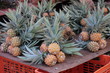 Ananas Victoria Ananas Victoria