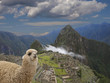 Machu Picchu - Lama Machu Picchu - Lama