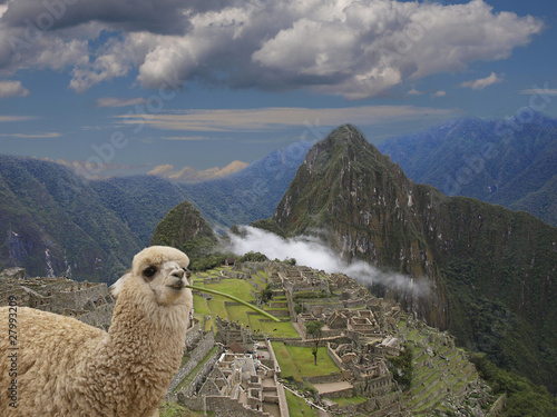 Foto: Machu Picchu - Lama Machu Picchu - Lama
