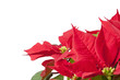 Weihnachtsstern