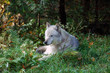 Gray Wolf