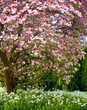 Pink blooms adorn a Dogwood tree in spring Pink blooms adorn a Dogwood tree in spring