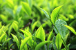 Tea Plantation, Malaysia