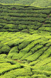 Tea Plantation, Malaysia