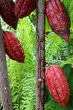 cabosses sur cacaoyer