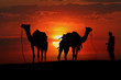 kamele bei sonnenuntergang