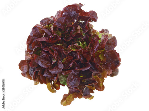 Photo: oak leaf lettuce isolated on white background oak leaf lettuce isolated on white background