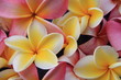 Blume