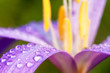Nice dewy flowers