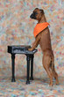 Boxer am Piano