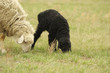 Sheeps on a meadow