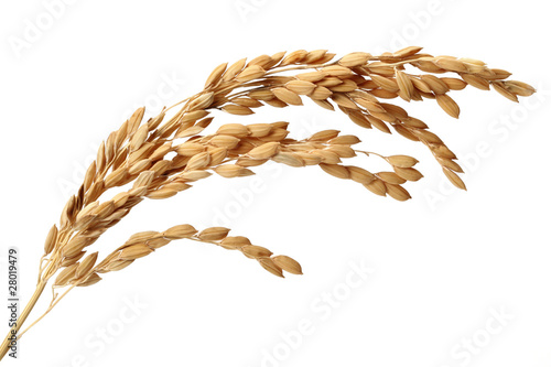 Photo: Rice on white Background Rice on white Background