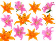fleur lys