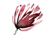 phildotofotolia 6R