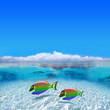 Tropical Fishes Tropical Fishes