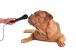 Interview with a dog