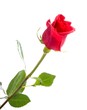 Red rose isolated on white background Red rose isolated on white background