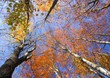 Fall Treetops on sunny autumn day Fall Treetops on sunny autumn day
