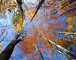 Fall Treetops on sunny autumn day Fall Treetops on sunny autumn day