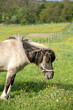 danish horses