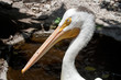 white pelican