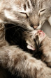 Cat and her newborn kitten