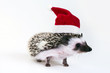 hedgehog