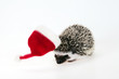 hedgehog