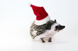 hedgehog