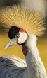 gru coronata