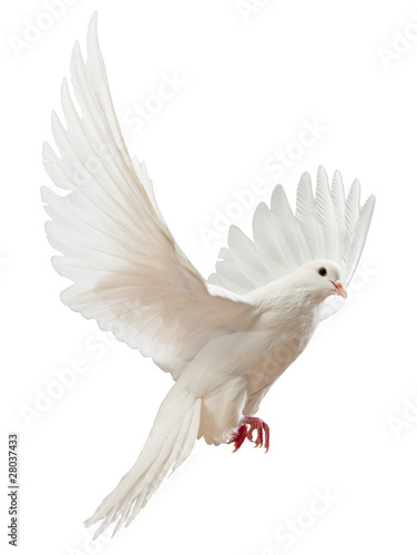 Photo: A free flying white dove isolated A free flying white dove isolated