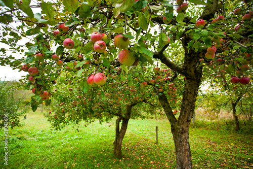 Photo: Apple trees with red apples Apple trees with red apples