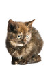 little kitten