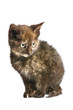 little kitten