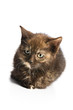 little kitten