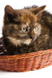 little kitten