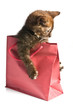 little kitten in gift bag