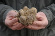 tartufo