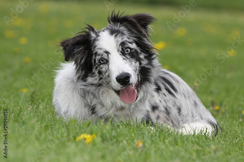 Bleu Merle