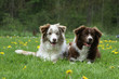 couple de border collie - two borders collies together