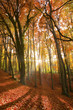 Sun beams through an autumn forest.