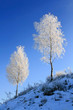 Trees in the frost on the background of blue sky