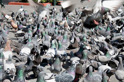 Foto: pigeons pigeons