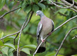 Columba palumbus