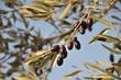 Olives