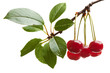 Early dew on cherry brunch with foliage