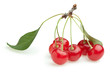Red cherry branch
