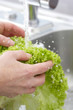 Close up - Washing Organic Lettuce